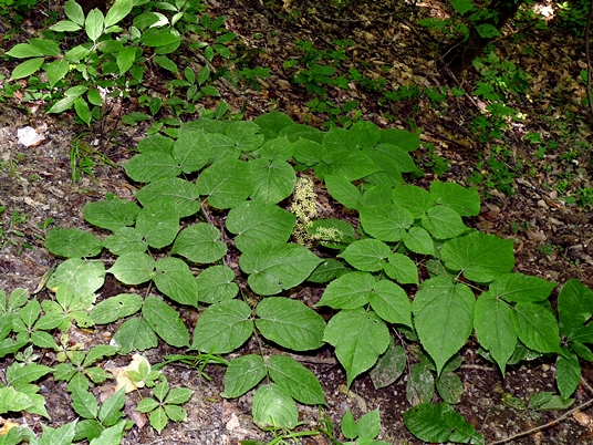 {Aralia racemosa}